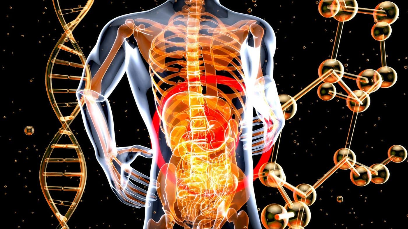 A medical illustration of the torso with the internal organs highlighted