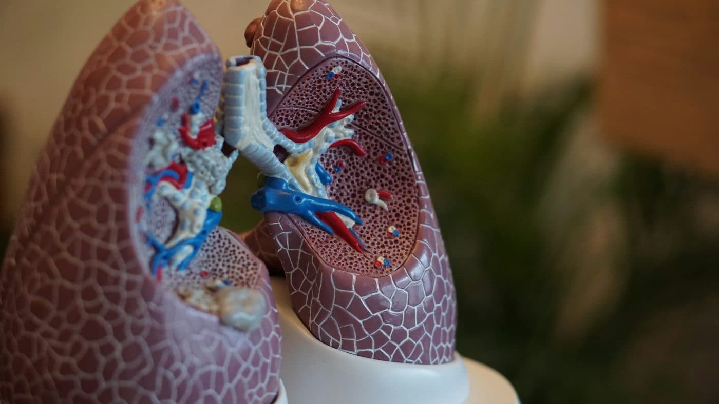 An anatomical model of the lungs shown in cross section