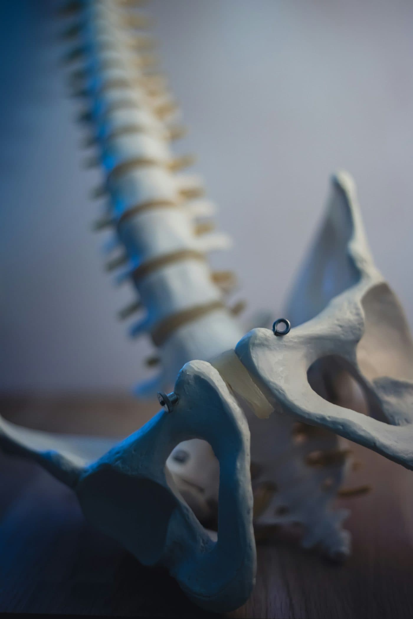 An anatomical model of the spine and pelvis