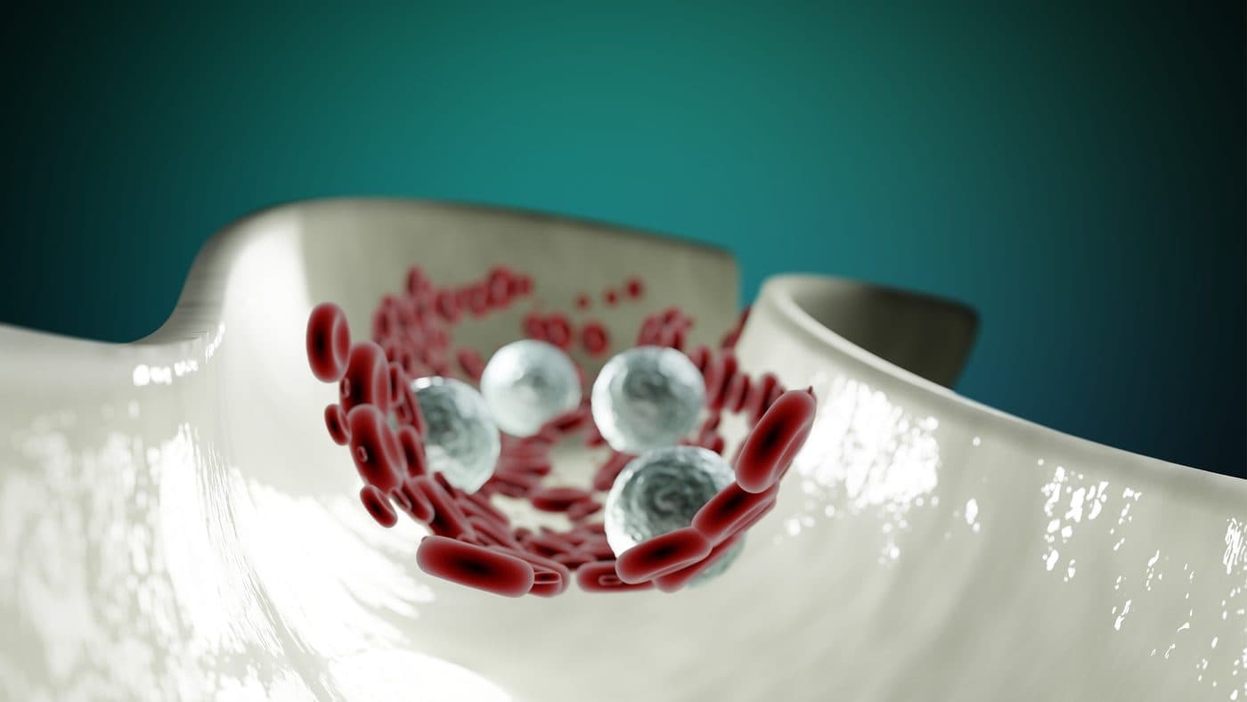 An illustration of red and white blood cells inside a blood vessel