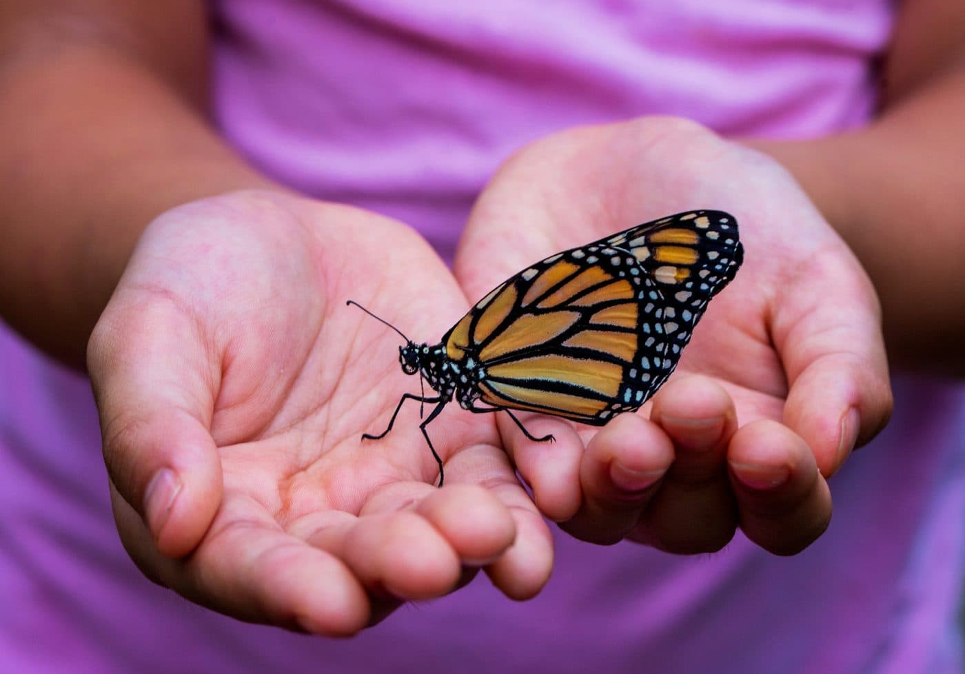 A child holding a monarch butterfly in cupped hands